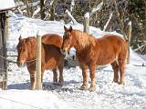 Camels Hump 032